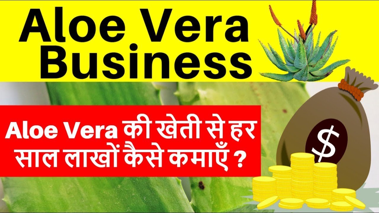 Aloe Vera Farming Business In India Businesskahani Youtube