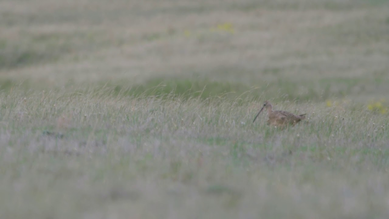 Long-billed curlew sitting on its nest