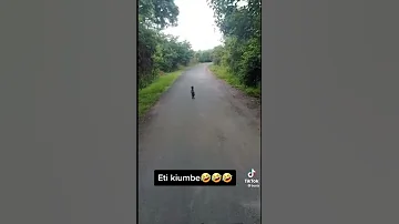 KIUMBE CHA AJABU BARABARANI CHAZUIA GARI MTOTO KIBWENGO 