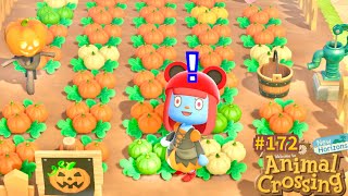 1ère récolte de citrouilles 4 couleurs ? Let's play quotidien ? Animal Crossing New Horizons 172