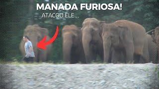 O Encantador de Elefantes! Uma Conexão Profunda Com Esses Magníficos Animais!