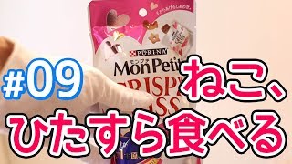 【カリカリ】猫がモンプチ・クリスピーキッス・シーフードセレクトをひたすら食べる