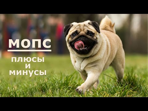 МОПС. Плюсы и минусы породы PUG