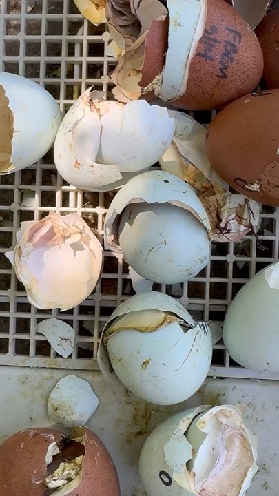 listen-to-these-empty-eggshells-shrink-wrap-in-real-time-how-to-help-a