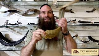 Horns and Shofars in The Torah