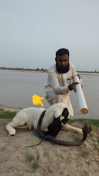 dhadh Sy nag pakra