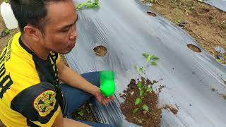Paano ginagawa ang Transplanting (lipat tanim) ng sili / hot pepper sa Mindanao. by Sir Mike The Veggie Man 5,540 views 2 years ago 5 minutes, 40 seconds