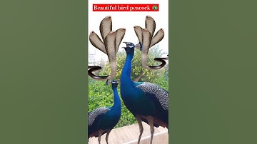 Hungry peacock sound 🤤 natural sound and snake 🐍 wait for end #peacock #trendingshorts #birds