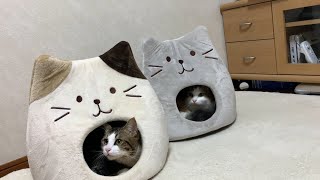 溢れてる猫　【今日のひのき】