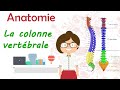 Anatomie | la colonne vertébrale ( le rachis ) cours de 2éme année medecine