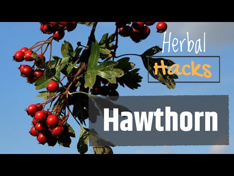 Video: Hawthorn - Sifat Berguna, Petunjuk Untuk Digunakan