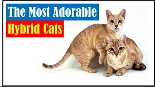 The Most Adorable Hybrid Cats by Leska R 2,840 views 6 years ago 8 minutes, 6 seconds