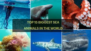 TOP 15 BIGGEST SEA ANIMALS IN THE WORLD