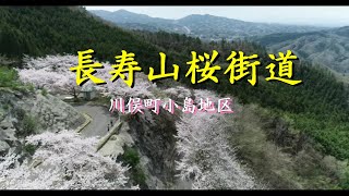 ドラレコ+ドローン空撮　長寿山桜街道