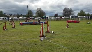 Garry & Merlin Gr 1-3 Agility Tag Easter (Fri) 2017