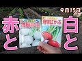 赤と白のカブを蒔いた