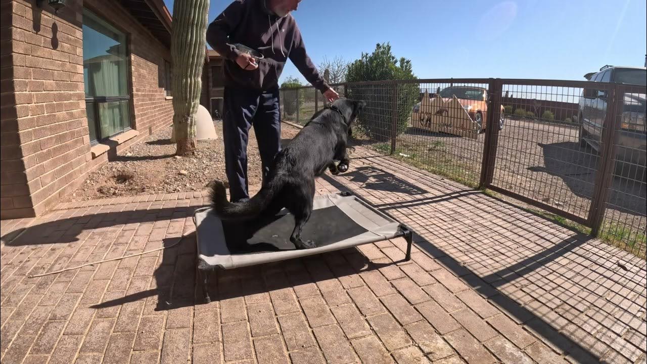 Dog training Place behavior YouTube