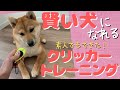 【犬クリッカー】豆柴大吉＃１０９『クリッカートレーニングで大吉、快挙！自分で答えを導き出す賢い犬になれた！』【犬しつけ】【生後7か月】