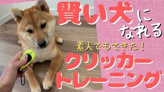 【犬クリッカー】豆柴大吉＃１０９『クリッカートレーニングで大吉、快挙！自分で答えを導き出す賢い犬になれた！』【犬しつけ】【生後7か月】