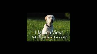 The most viewed dog in Kenya is known as Mbosiamboka by Getting Wisdom 112 views 6 months ago 3 minutes, 16 seconds