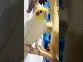Jerry the cockatiel playing peekaboo is the cutest thing ever! 🤭🦜♥️ #funnycute #BirdLife