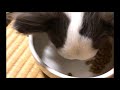 【ドッグフード食べてみた】獣医師・宿南章が開発したドッグフード、デイリースタイル・シニア犬用を食べる「うどん」ちゃん