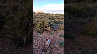 شاهد طريقة تدريب كلاب الصيد (الإبانيول) على رائحة الحجل البري.. Dressage Chien de Chasse (Epagneul)