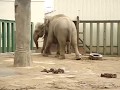 向かいあうインドゾウ夫婦