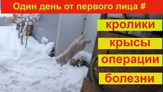 Один день от первого лица # кролики, крысы, операции, болезни Один день от первого лица # кролики, крысы, операции, болезни