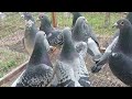 De 1 decembrie v prezentm unii dintre cei mai valoroi porumbei de matc din romniaotto mircea