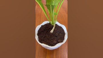 Trồng củ Cải trong chậu cực dễ