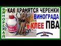 🍇 Проверяю! Как ХРАНЯТСЯ ЧЕРЕНКИ винограда после клея ПВА? Сколько потеряли ВЛАГИ за 10 дней?