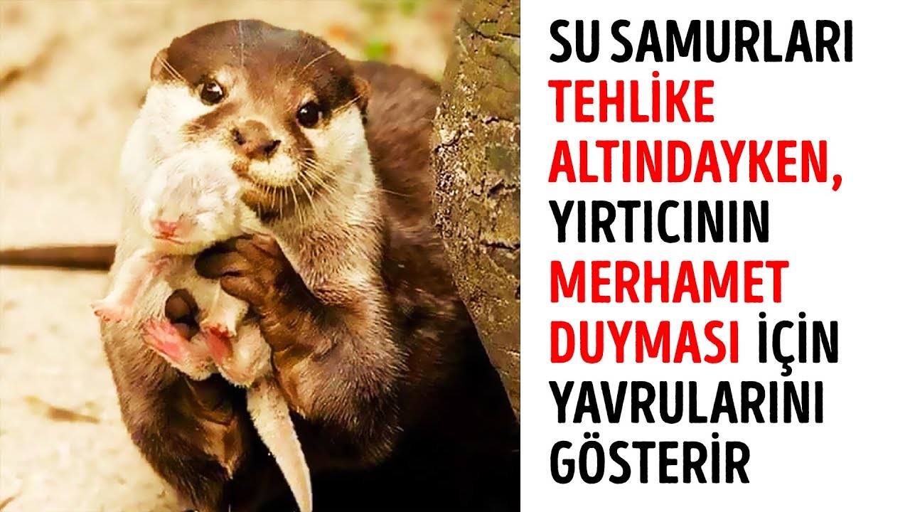 Kısakuyruklu Kanguru Gibi Olun Kısakuyruklu Kanguru Gibi Olun