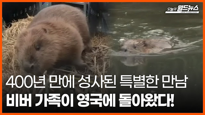 [30초 월드] 400년 만에 성사된 특별한 만남.. 비버 가족이 영국에 돌아왔다! / OBS 오늘의 월드뉴스