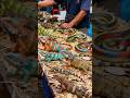 reptile animal market iguana, lizard, snake, chameleon #animals #reptile #world #fyp #virals