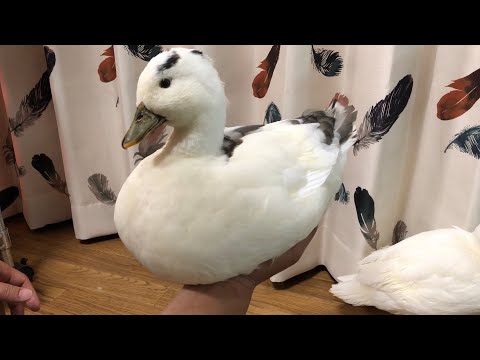 コールダック 手から降りたくないコールダックのブッチー My call duck does