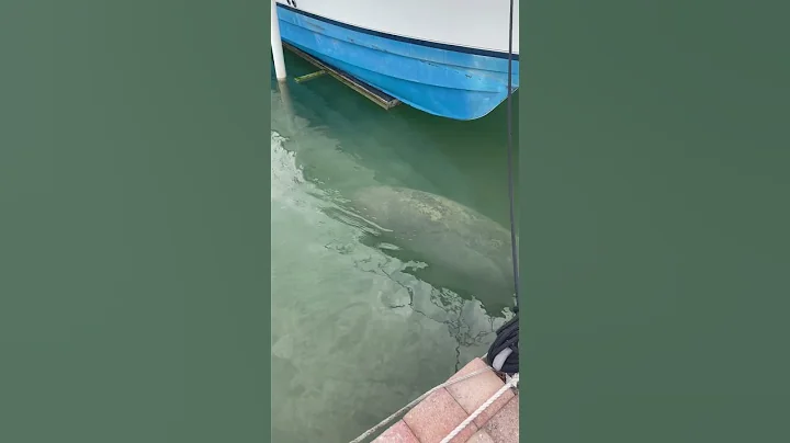 More Manatees!