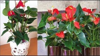 Giải mã ý nghĩa phong thủy Cây Hồng Môn và cách trồng Cây Hồng Môn ra nhiều hoa và lá