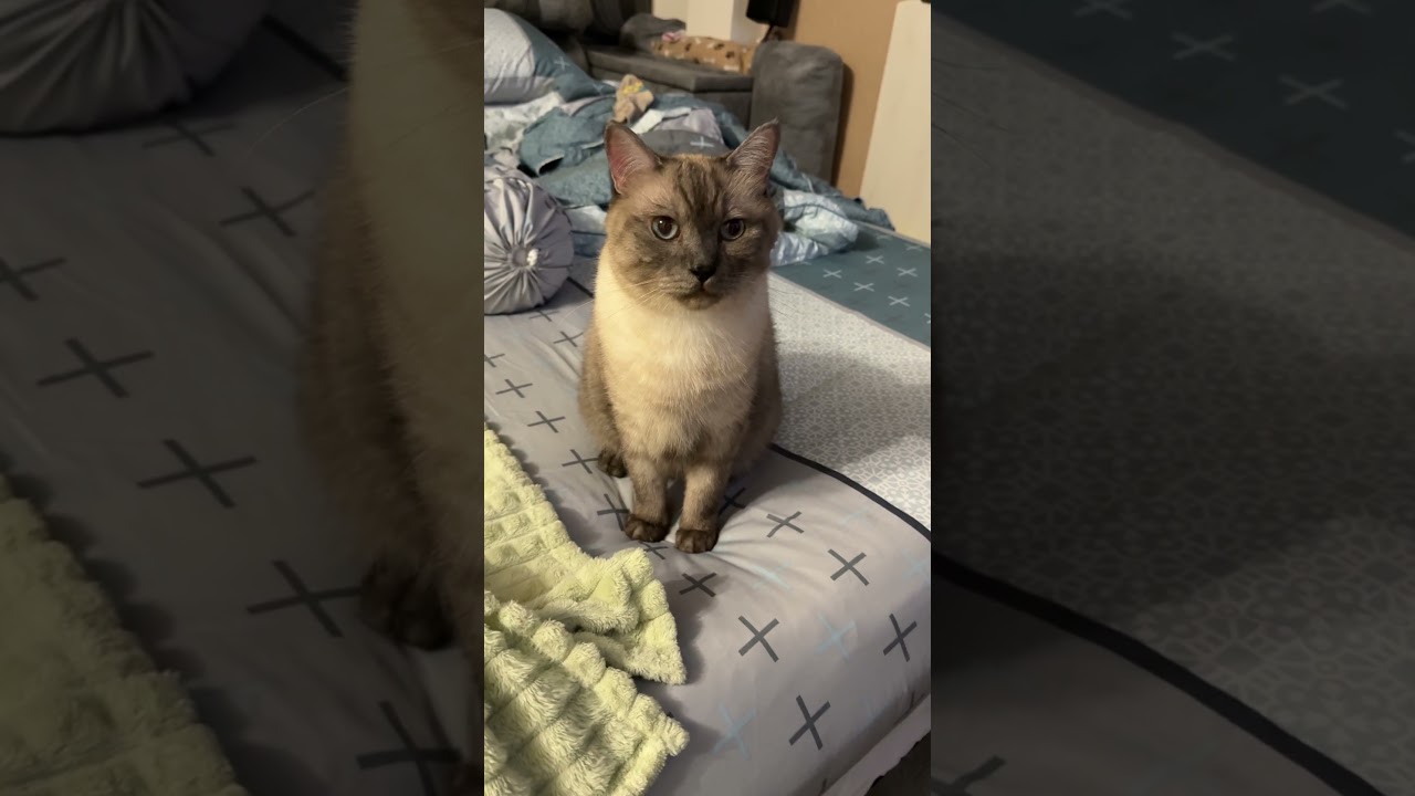 รักแม่ พี่ชีโร่รักแม่คับ #cat #แมว #cute #cutecat #funnycats #kitten #pets #meow #แมวถังแก๊ส #funny