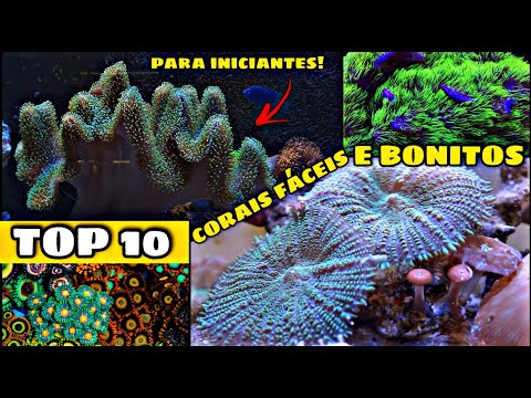 Vídeo: Porque eu acho que o Aquarium Rock coleciona pedras!