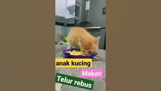 Kitten eats | hungry kitten | love boiled eggs