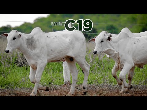 LOTE C19