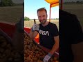 Heute Kartoffelernte statt Büro ;-)