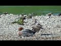 AA053 Confluence of Nanase River & Oita River Male Wigeon Male Gadwall