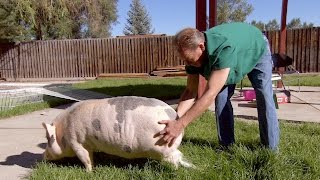 Chloe The Pig Is Just A Bit Bigger Than A Teacup