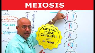 Meiosis | Dr Najeeb