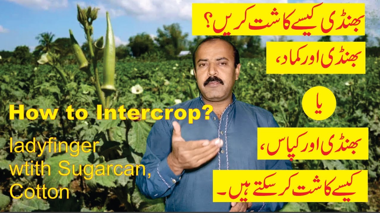 How to Grow Okra /Ladyfinger/Bhindi with Sugarcane and Cotton Early