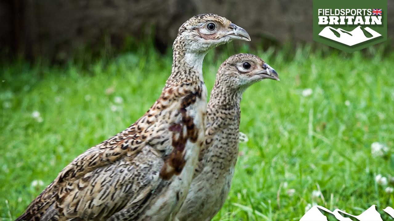 Shooting enthusiasts start their own game farm