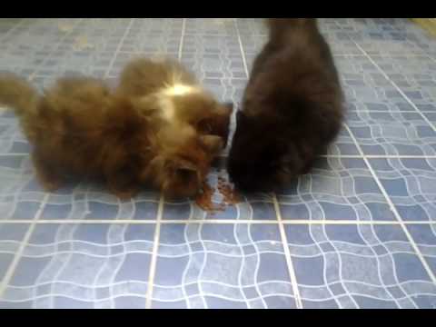 Makanan kucing anggora bagus untuk pertumbuhan bulunya