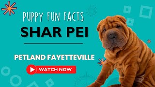 Everything you need to know about Shar Pei puppies! by Petland Fayetteville 10 views 9 months ago 1 minute, 4 seconds